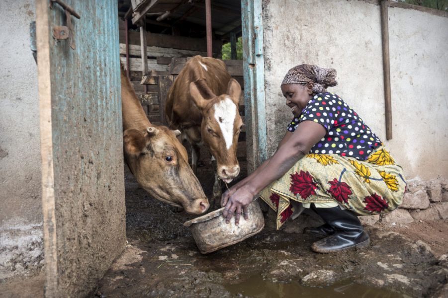 GreenSeat Project Biogas in Afrika met kalf voeren