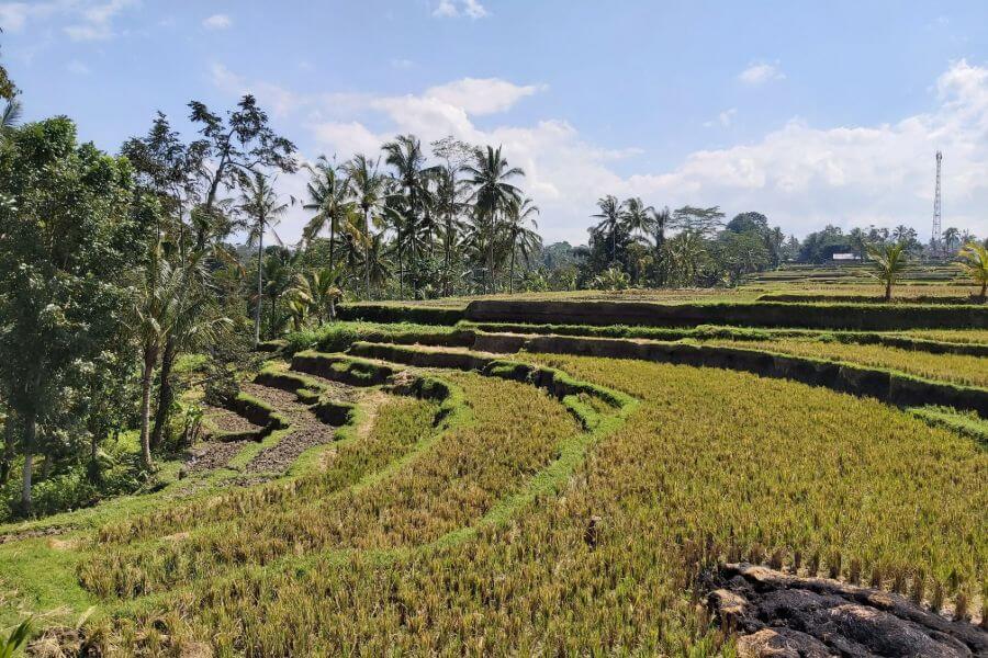 Indonesie Bali Trekking Kenderan rijstvelden 9