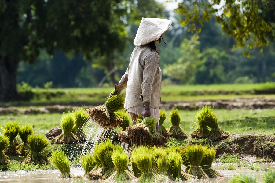 Laos boer op rijstveld