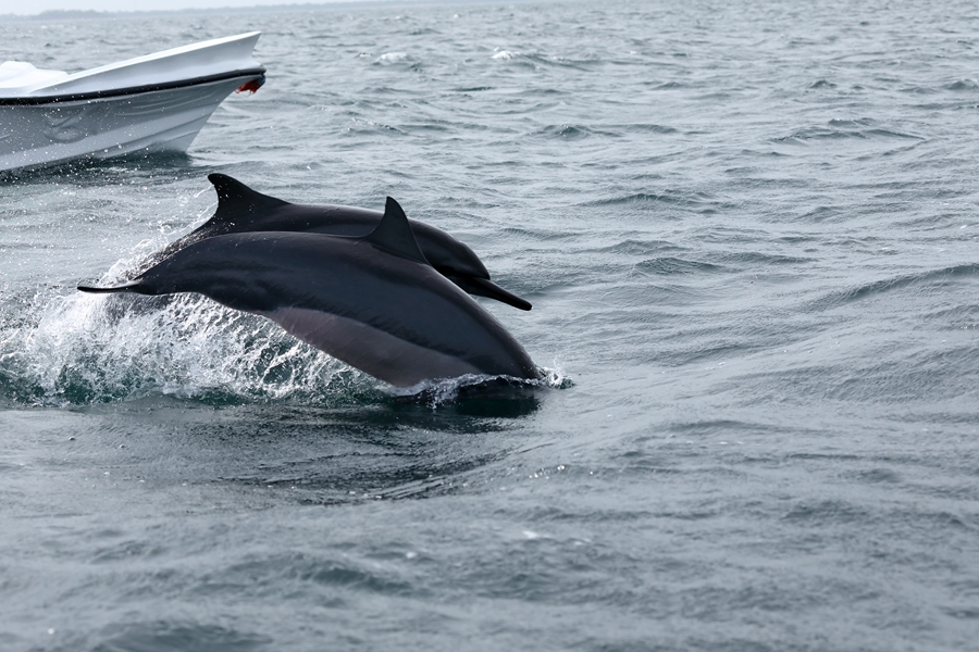 Sri Lanka Trincomalee Dolfijnen