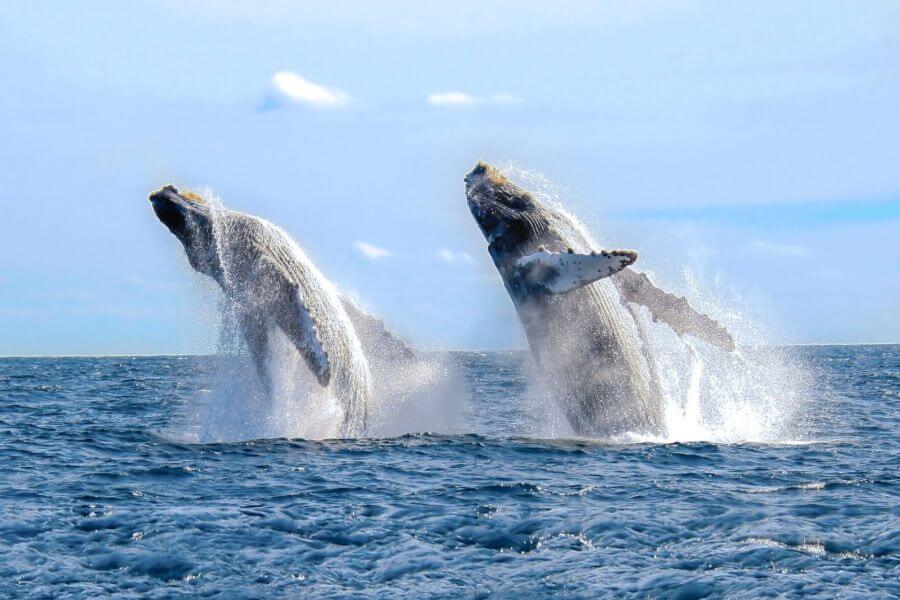 Dag 10: Trincomalee (Dolfijnen en walvissen spotten)