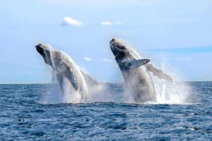 Boek de reis 'Dolfijnen en walvissen spotten'