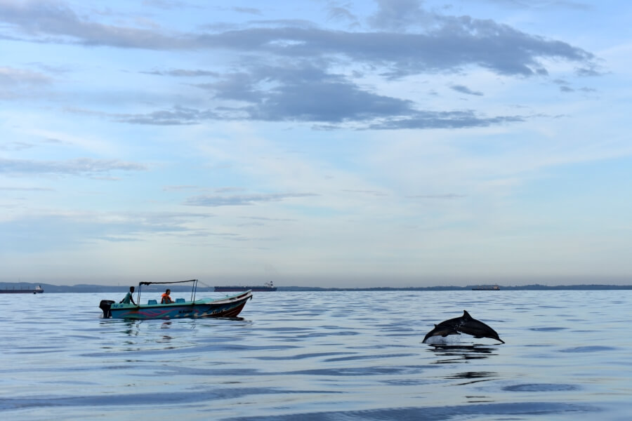 Sri Lanka Trincomalee dolfijn 1
