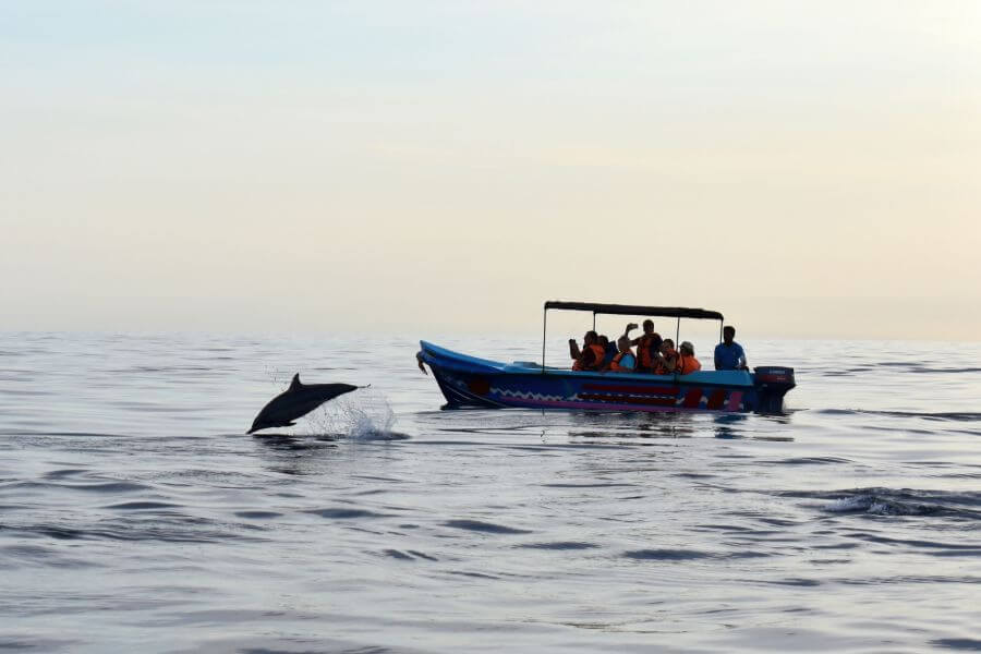 Sri Lanka Trincomalee dolfijnen 1 1