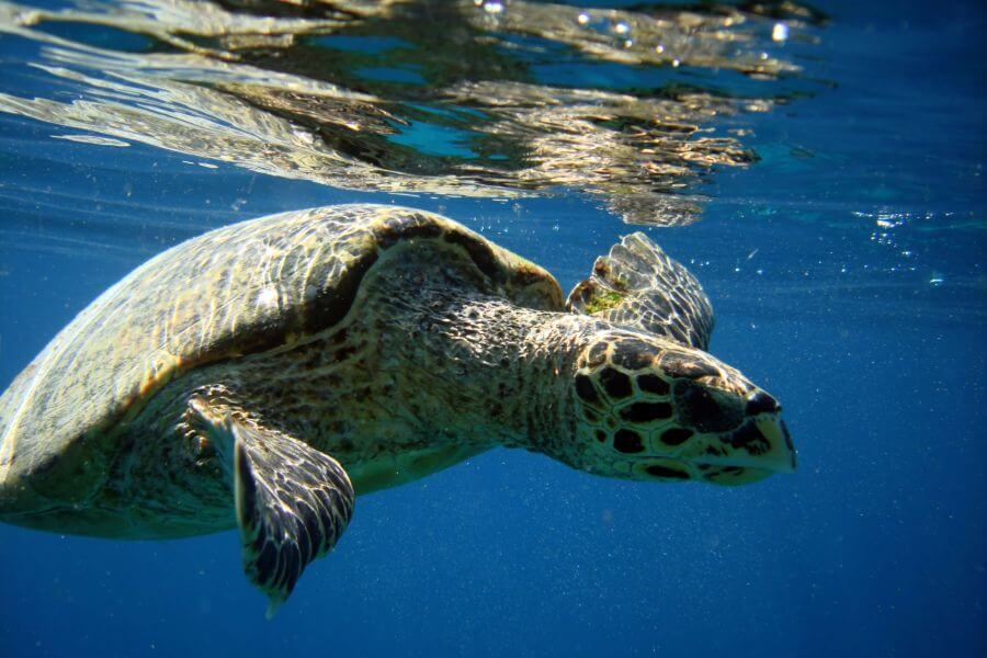 Sri Lanka Trincomalee snorkelen met schildpadden