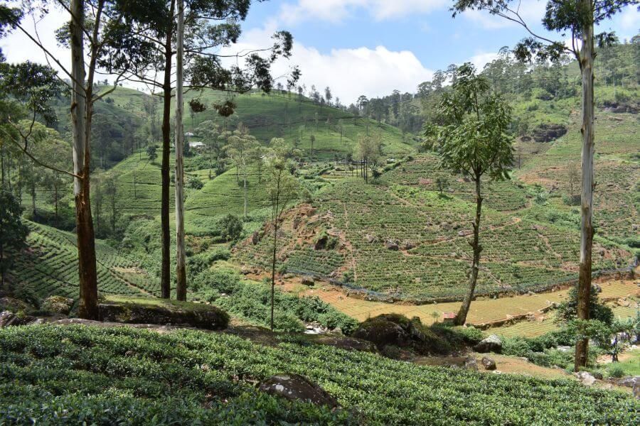 Sri Lanka theeplantange tussen Nuwara Eliya en Kandy