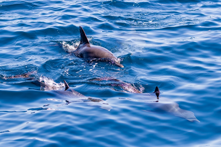 Thailand Ang Thong Dolfijnen 3