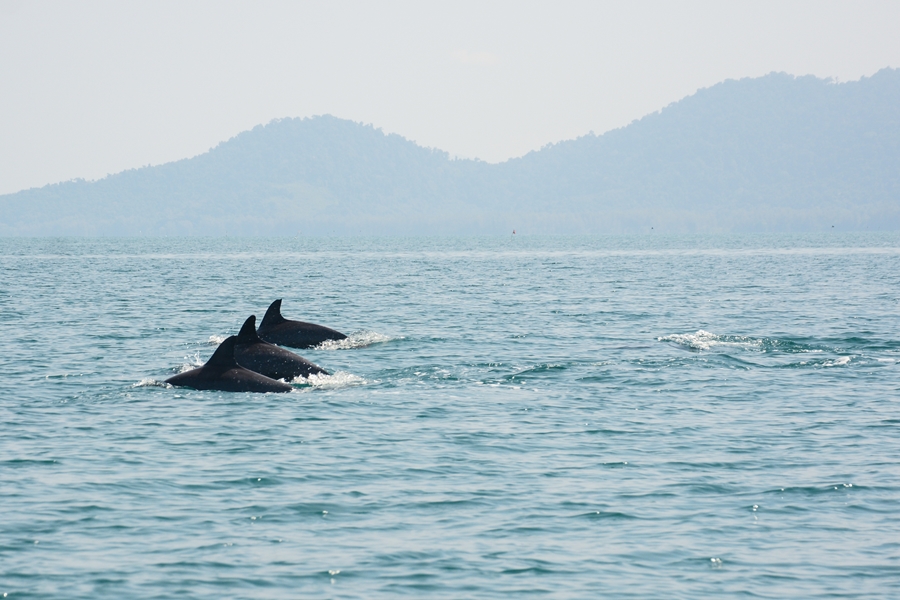 Thailand Ang Thong Dolfijnen