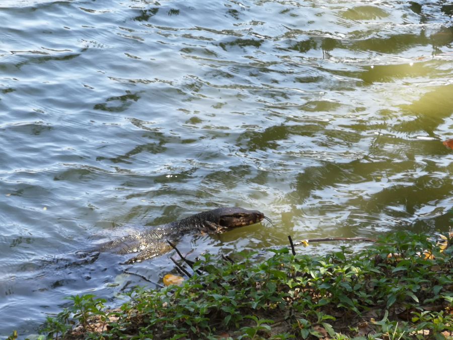 Thailand Bangkok Lumpini water monitor lizard