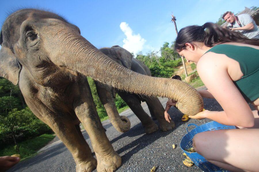 Thailand Phuket Elephant Jungle Sanctuary olifanten 6