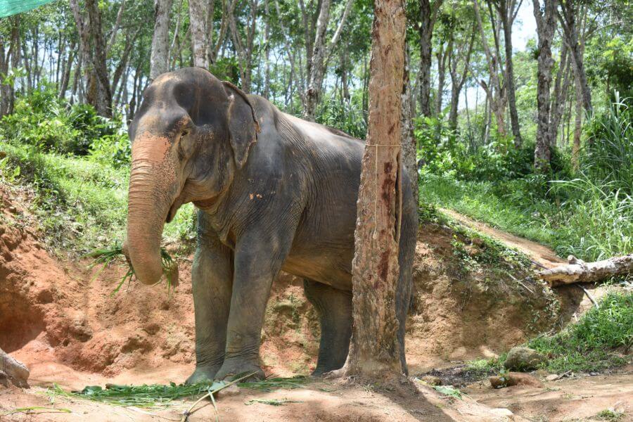 Thailand Phuket Elephant Jungle Sanctuary olifanten 7