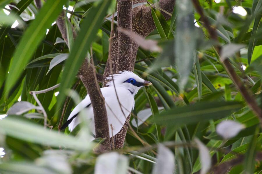 fi Indonesie Trekking in het Nationale Park van Bali vogel