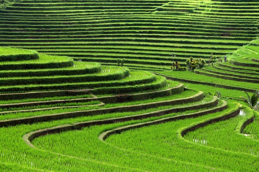 fi Indonesie Wandelen door de rijstvelden