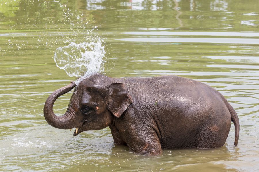 Noord Thailand elephant bathing at an ethical elephant sanctuary