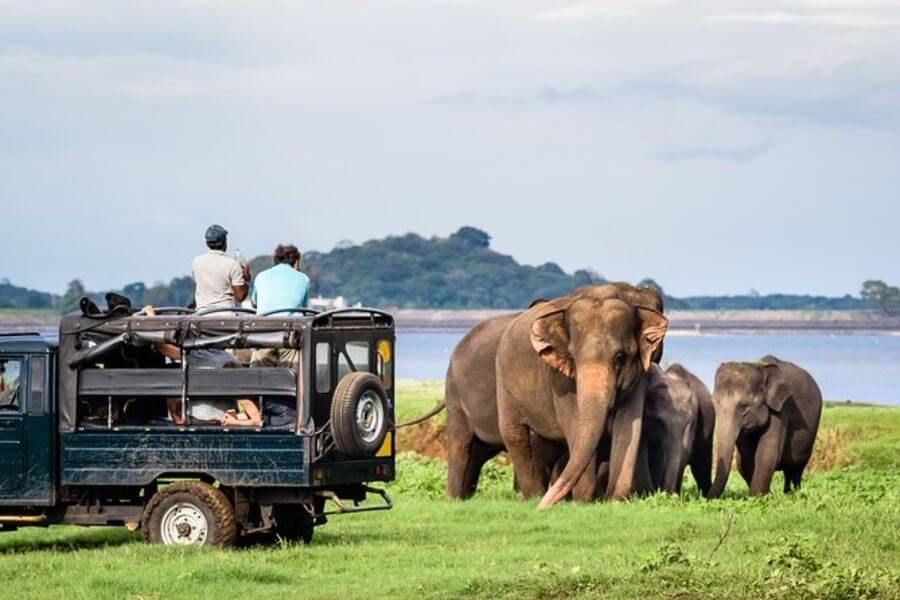 Sri Lanka Minneriya National Park Jeep Safari 1