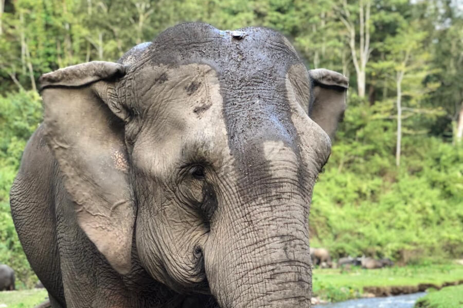 Thailand Chiang Mai Elephant Care Jungle Trekking