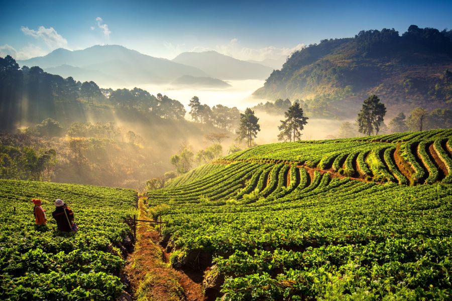 Thailand Chiang Mai Rijstvelden