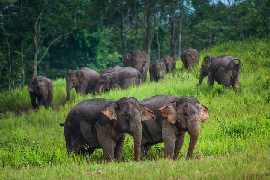 Thailand Khao Yai Nationaal Park