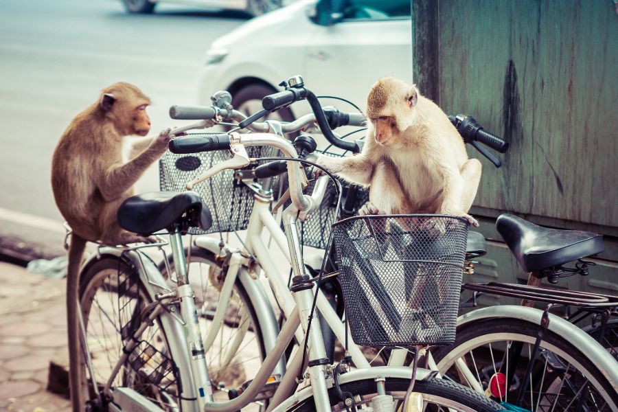 Thailand Lopburi Aapjesbij fiets