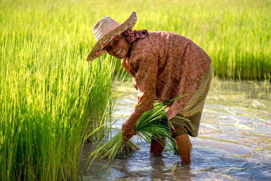 Thailand vrolijke boerin platteland rijstvelden
