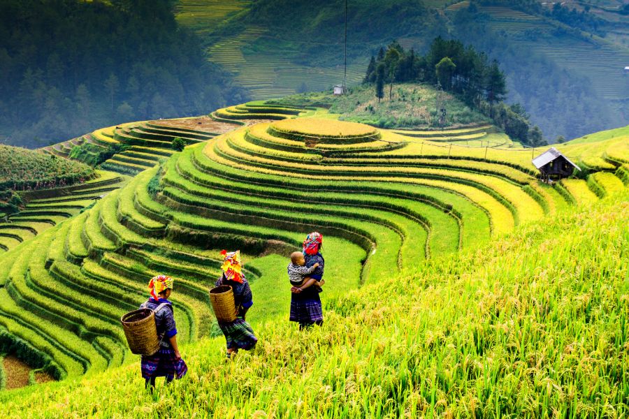 Vietnam Mu Cang Chai Yen Bai rijstvelden oogst platteland bevolking bergstam