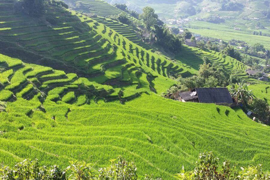 Vietnam Sapa rijstvelden landschap natuur