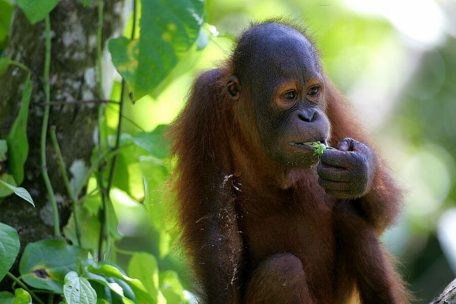 Indonesie Orang Oetans Oog in oog met de Orang Oetans op Sumatra