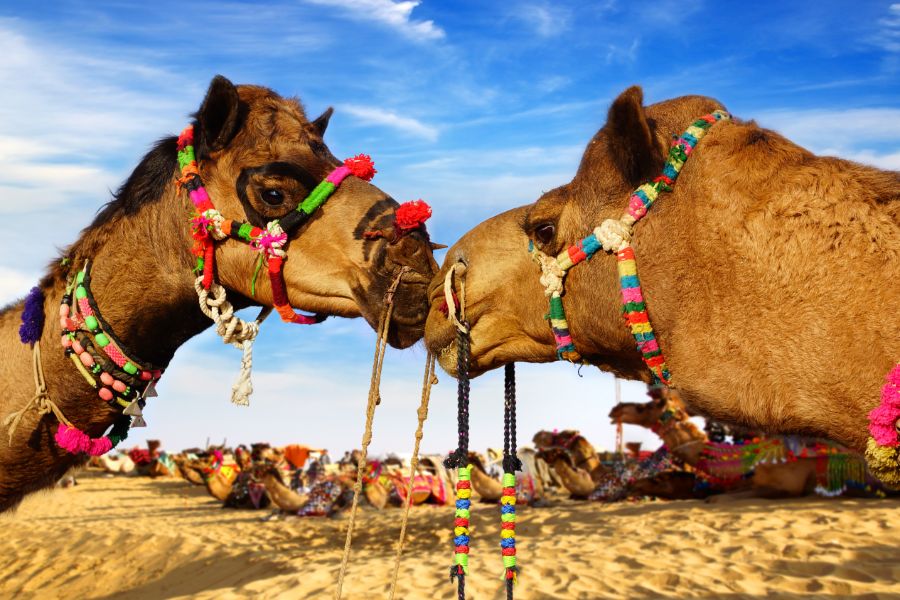 Boek de reis 'Kamelen safari in de Thar woestijn'