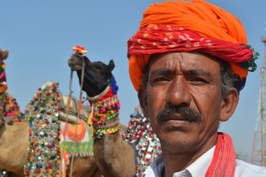 India Bikaner Kamelen