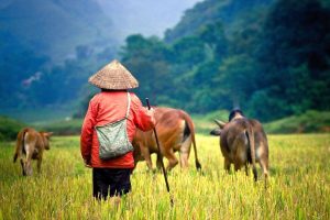 Reisvoorstel voor '8-Daagse rondreis De kleuren van Cambodja'