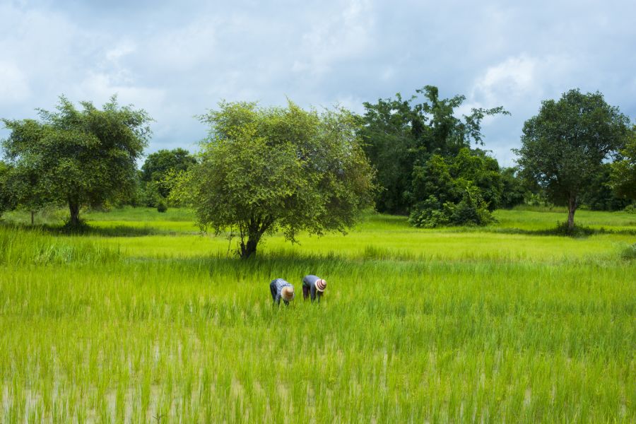 Cambodja Battambang Natuur