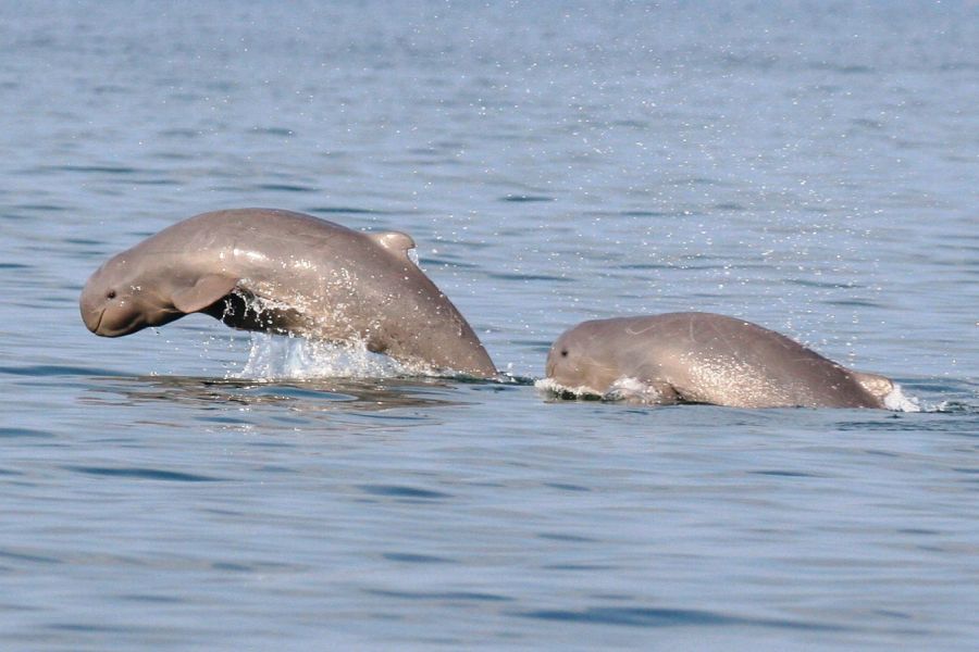 Cambodja Kratie Irrawaddy dolfijn