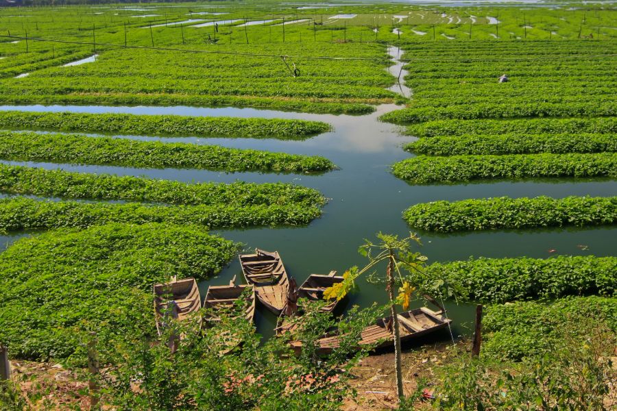 Cambodja Phnom Penh rijstvelden en boten platteland lokaal leven farmers