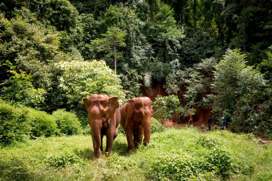 Cambodja Sen Monorom Elephant Valley Project