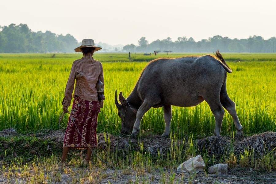 Cambodja Siem Reap rijstvelden