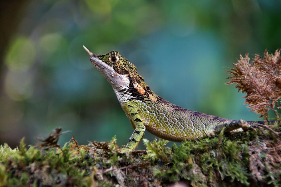 Horton Plains National Park 9