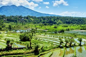 Indonesie Bali Candidasa rijstterrassen