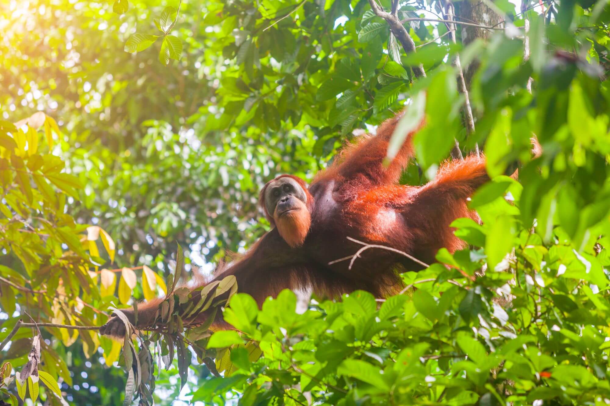 Indonesie Sumatran orang oetan in Gunung Leuser National Park