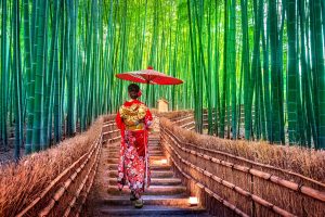 Japan Kyoto bamboobos