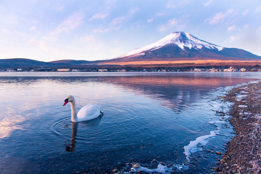 Japan Lake Kawaguchi Zwaan op meer voor Mt Fuji