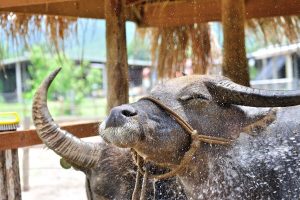 Boek de reis 'Kuang Si Waterval & Lao Buffalo Farm'