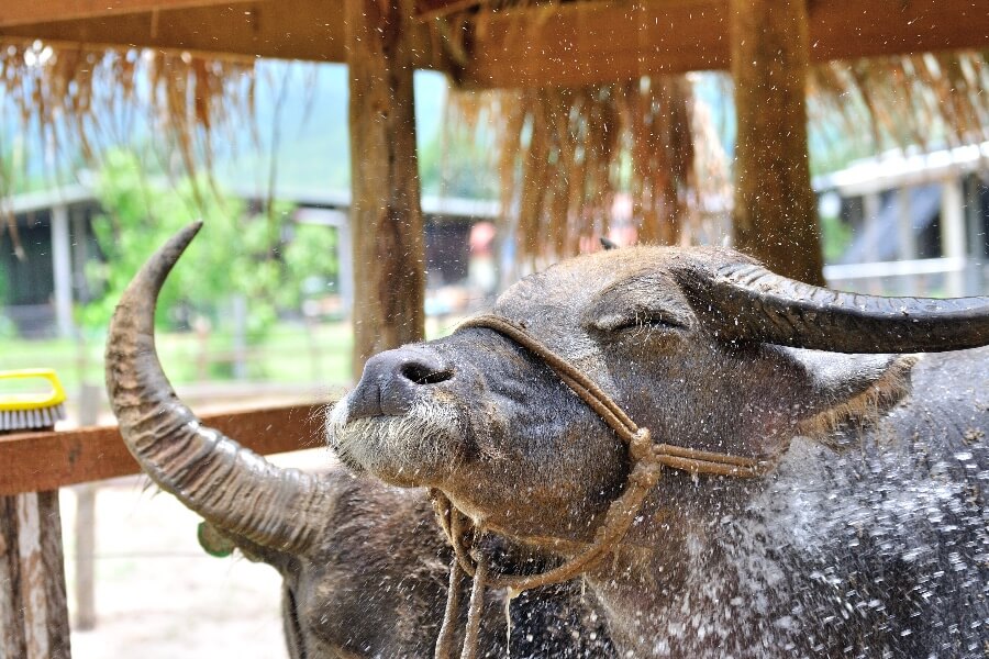 Laos Luang Prabang Buffel boederij buffalo farm
