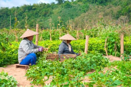 Gerelateerde tour Bezoek aan de Living Land Farm in Luang Prabang