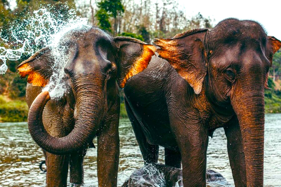 Boek de reis 'Mandalao Elephant Conservation'