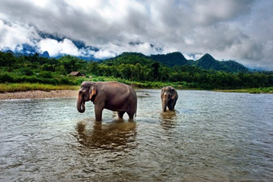 Laos Luang Prabang Mandalao elephant conservation