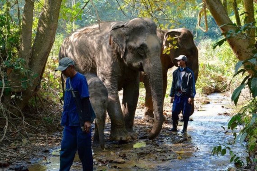 Laos Luang Prabang Mandalao elephant conservation