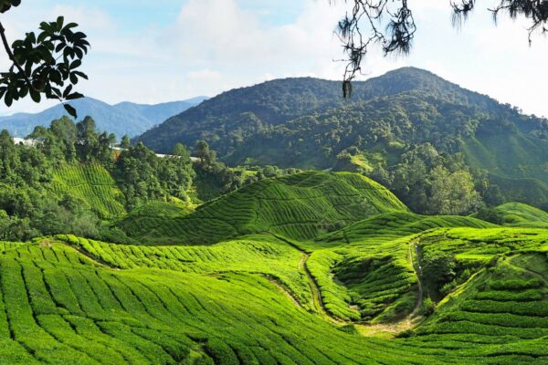 3-daagse bouwsteen Cameron Highlands