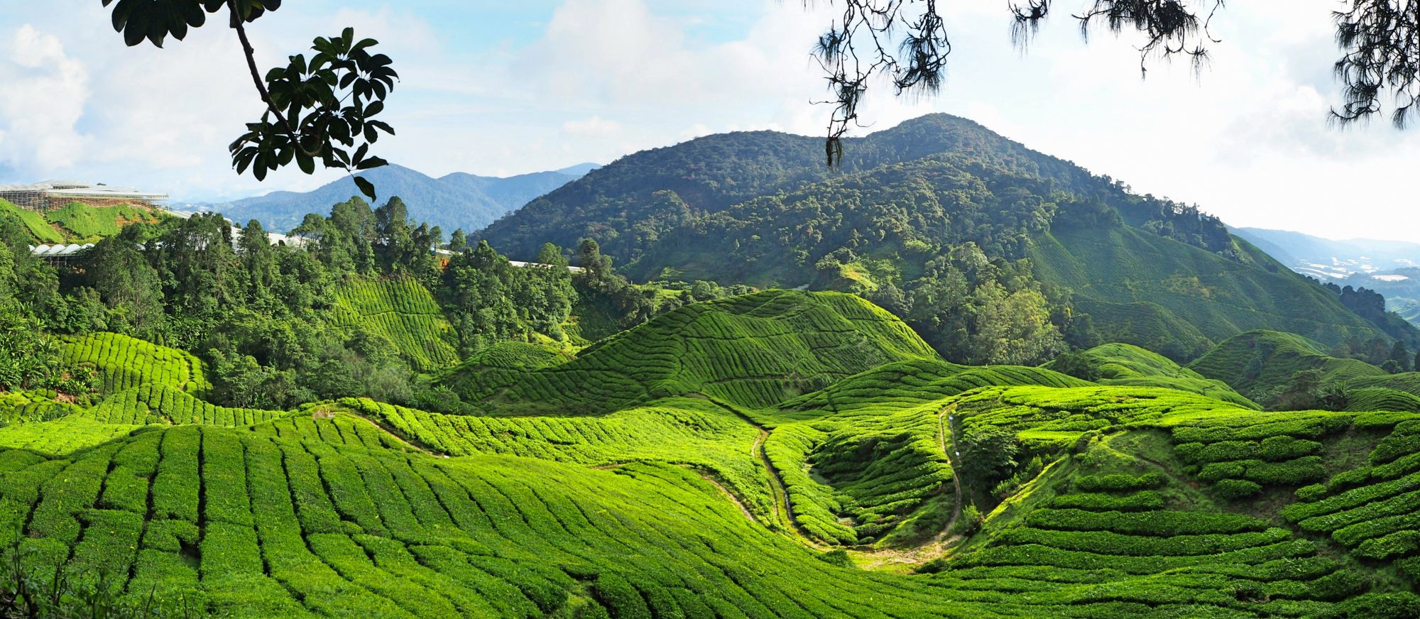 Maleisie Cameron Highlands heuvelachtige thee plantages