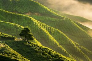 Maleisie Cameron Highlands thee plantages