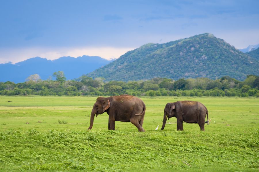 Dag 4: Sigiriya - Minneriya - Sigiriya